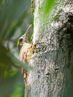 Black-banded Woodcreeper in Peru just to underline the extraordinary quality of this species' first photograph here in the jungle by the Master Himself!
Normal bird's behaviour, luckily shooting, way to short to be happy.  Black-banded woodcreeper,Dendrocolaptes picumnus,Geotagged,Peru,Spring