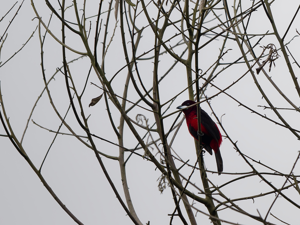 Black-bellied Tanager eBird name: Black bellied Tanager; IOC name Versionar 14.2 Huallaga Tanager, what a mess! Geotagged,Huallaga tanager,Peru,Ramphocelus melanogaster,Spring
