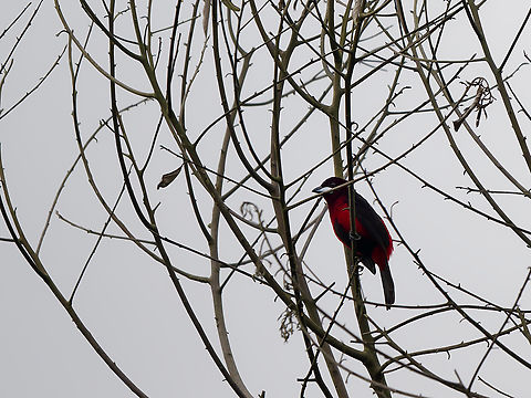 Black-bellied Tanager eBird name: Black bellied Tanager; IOC name Versionar 14.2 Huallaga Tanager, what a mess! Geotagged,Huallaga tanager,Peru,Ramphocelus melanogaster,Spring