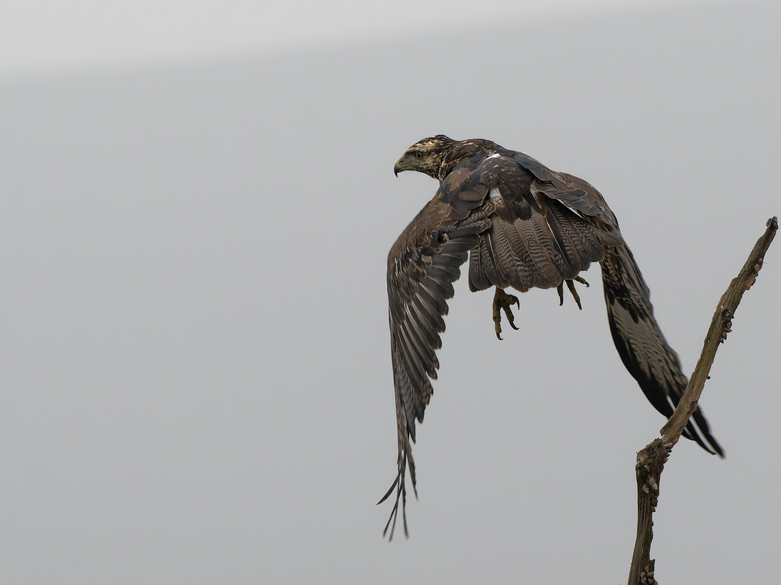 Black-chested Buzzard-Eagle  Black-chested buzzard-eagle,Geotagged,Geranoaetus melanoleucus,Peru,Spring
