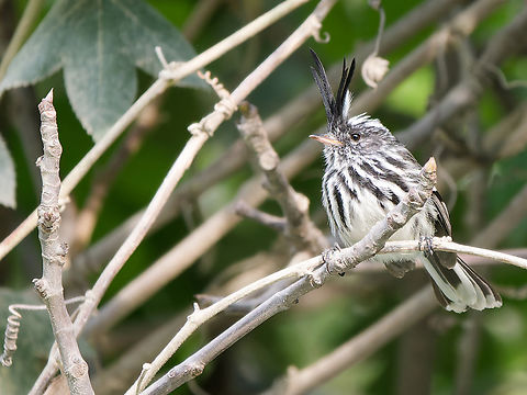 Black-crested Tit-Tyrant  Anairetes nigrocristatus,Black-crested tit-tyrant,Geotagged,Peru,Spring