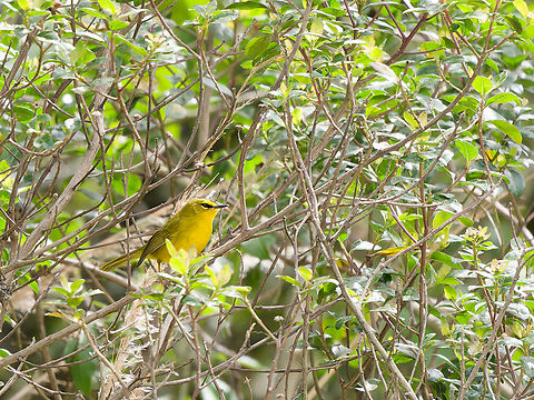 Black-crested warbler