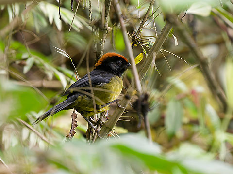 Black-faced Brushfinch  Atlapetes melanolaemus,Black-faced brushfinch,Geotagged,Peru,Spring