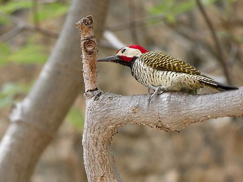 Black-necked Woodpecker half closed eye by nictitating membrane Black-necked woodpecker,Colaptes atricollis,Geotagged,Peru,Spring