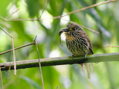 Black-streaked Puffbird with a frog Black-streaked puffbird,Geotagged,Malacoptila fulvogularis,Peru,Spring