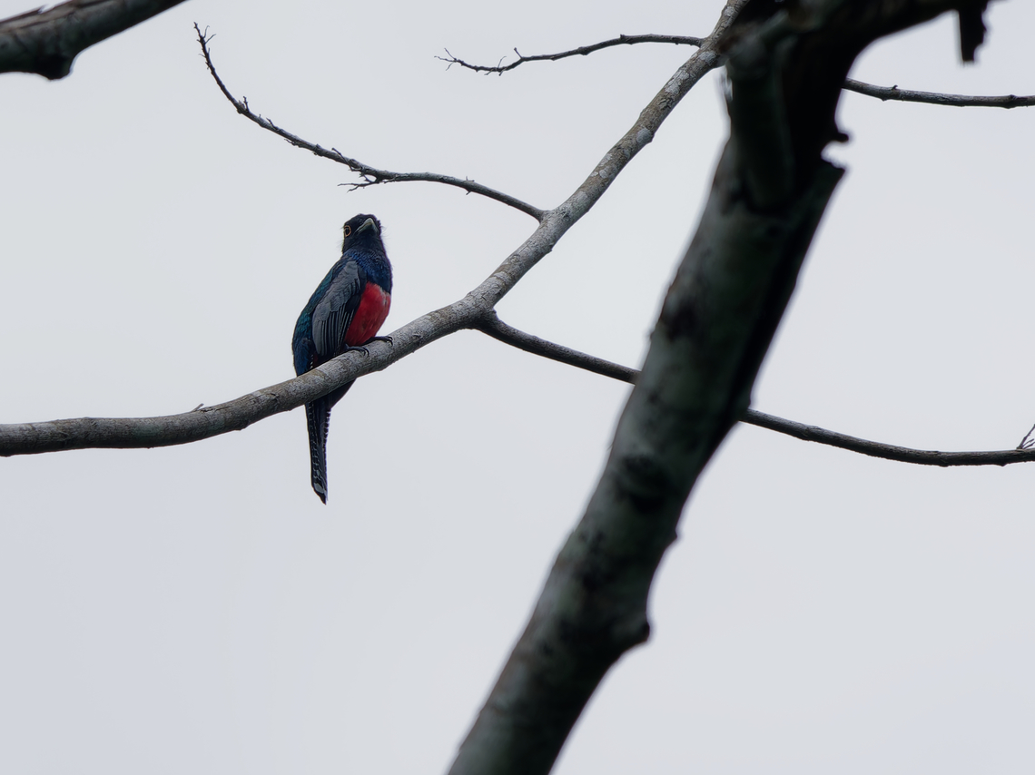 Black-tailed Trogon  Black-tailed trogon,Geotagged,Peru,Spring,Trogon melanurus