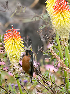 Black-throated Flowerpiercer at Kniphofia uvaria Black-throated flowerpiercer,Diglossa brunneiventris,Geotagged,Peru,Spring
