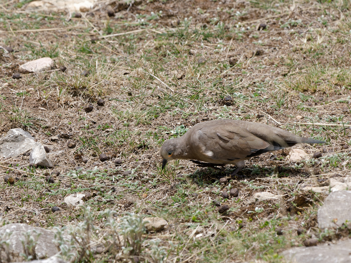Black-winged Ground_Dove  Black-winged ground dove,Geotagged,Metriopelia melanoptera,Peru,Spring