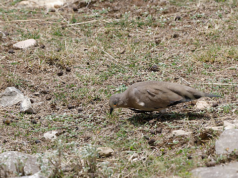 Black-winged Ground_Dove  Black-winged ground dove,Geotagged,Metriopelia melanoptera,Peru,Spring