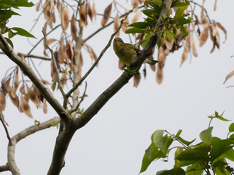 Blackburnian Warbler female / immature Blackburnian warbler,Geotagged,Peru,Setophaga fusca,Spring
