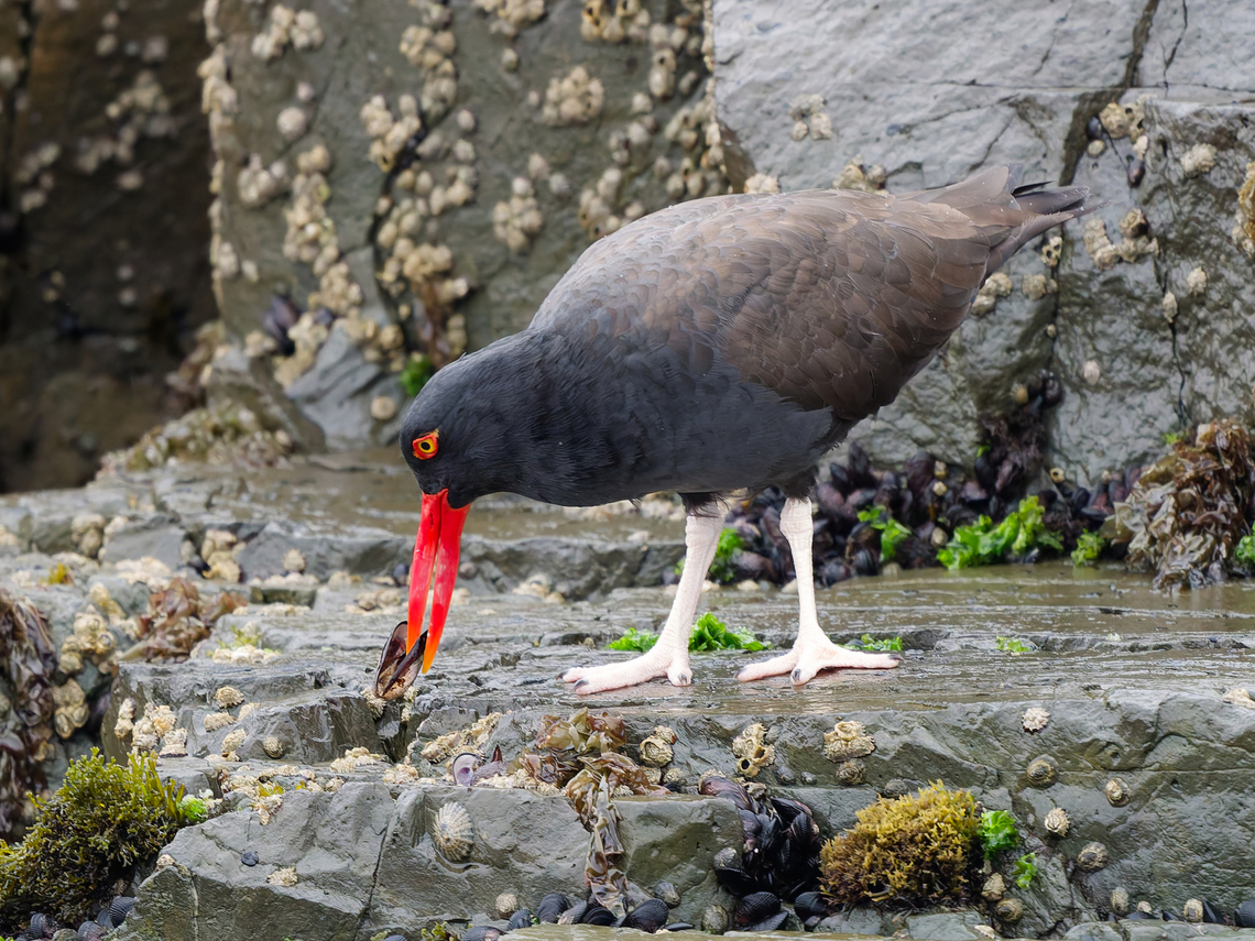 Blackish Oystercatcher at its name-giving work Blackish oystercatcher,Geotagged,Haematopus ater,Peru,Spring