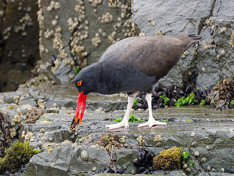 Blackish Oystercatcher at its name-giving work Blackish oystercatcher,Geotagged,Haematopus ater,Peru,Spring