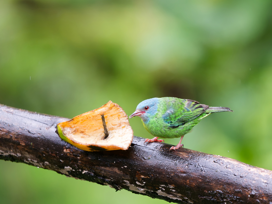 Blue Dacnis the missing female in the jungle!<br />
at Inkatambo Birding Center Blue dacnis,Dacnis cayana,Geotagged,Peru,Spring