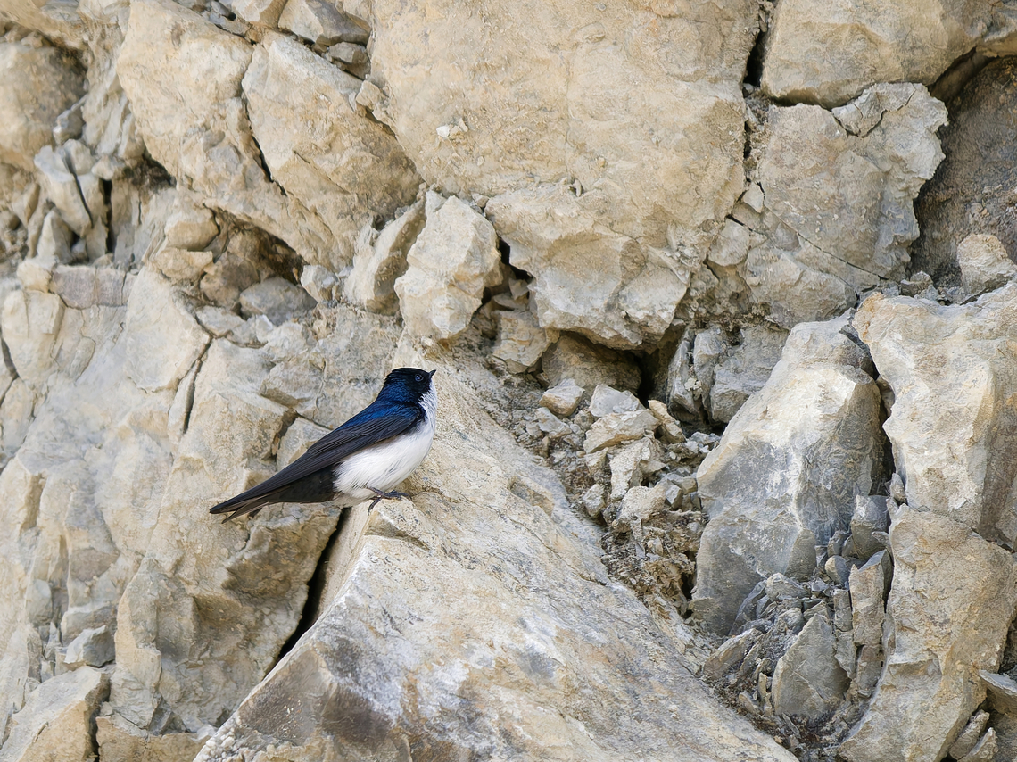 Blue-and-white Swallow  Blue-and-white swallow,Geotagged,Notiochelidon cyanoleuca,Peru,Spring