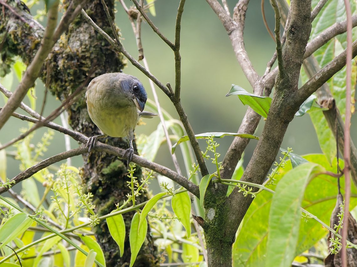 Blue-and-yellow Tanager missing female Blue-and-yellow tanager,Geotagged,Peru,Rauenia bonariensis,Spring