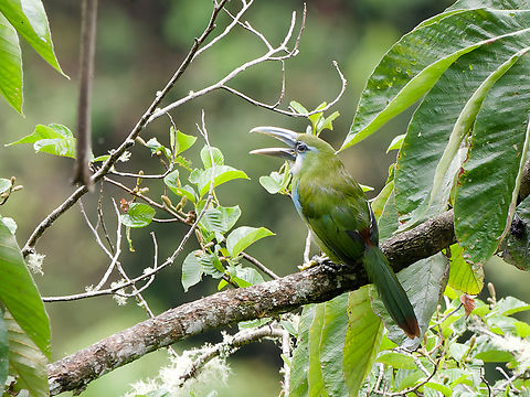 Blue-banded Toucanet  Aulacorhynchus coeruleicinctis,Blue-banded toucanet,Geotagged,Peru,Spring