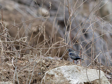 Blue-black Grassquit immature Blue-black grassquit,Geotagged,Peru,Spring,Volatinia jacarina