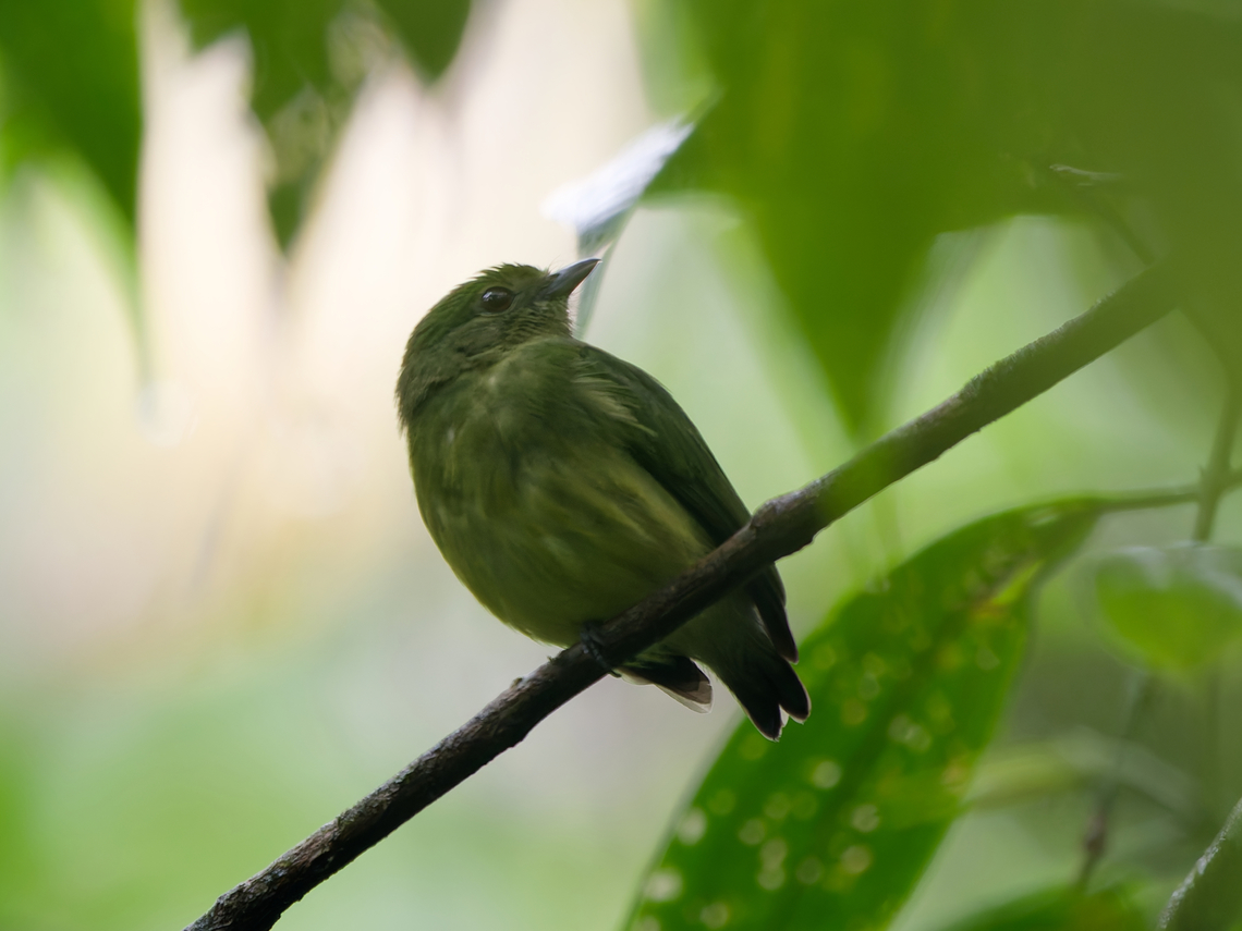 Blue-capped Manakin female<br />
Taxonomy note: The velvety manakin was formerly considered to be conspecific with Lepidothrix coronata and together they were known under the common name &quot;blue-crowned manakin&quot;. A study published in 2022 found that there were significant vocal and phylogenetic differences between the west of Andes taxa and those from the east of the Andes.[2] The velvety manakin was therefore promoted to species status and the &quot;blue-crowned manakin&quot; renamed to the blue-capped manakin.[1][3]<br />
(cited from <a href="https://en.wikipedia.org/wiki/Velvety_manakin)" rel="nofollow">https://en.wikipedia.org/wiki/Velvety_manakin)</a> Blue-capped manakin,Geotagged,Lepidothrix coronata,Peru,Spring