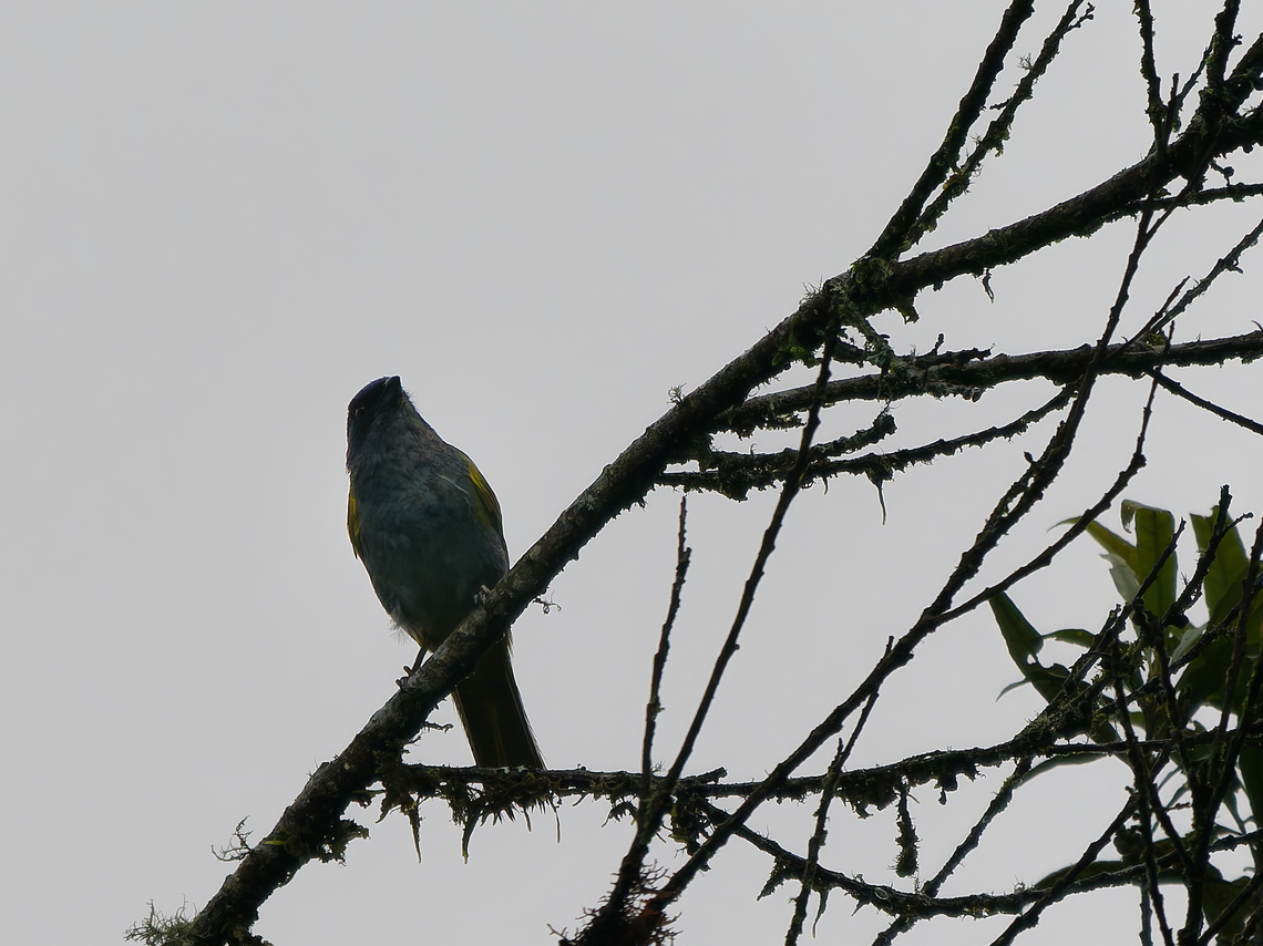 Blue-capped Tanager not nice, but still recognizable Blue-capped tanager,Geotagged,Peru,Sporathraupis cyanocephala,Spring