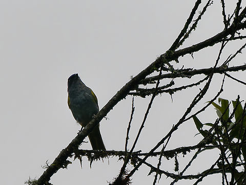 Blue-capped Tanager not nice, but still recognizable Blue-capped tanager,Geotagged,Peru,Sporathraupis cyanocephala,Spring