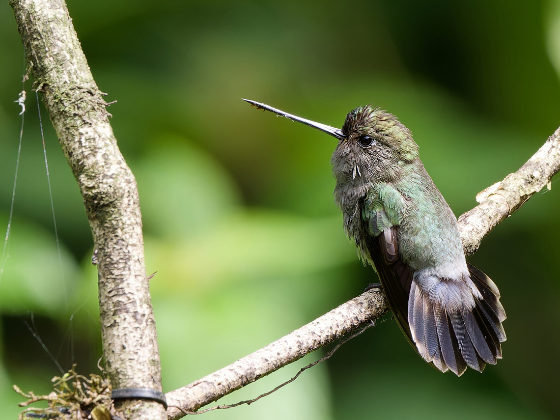 Blue-fronted Lancebill  Blue-fronted lancebill,Doryfera johannae,Geotagged,Peru,Spring