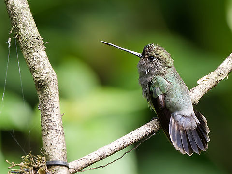 Blue-fronted Lancebill  Blue-fronted lancebill,Doryfera johannae,Geotagged,Peru,Spring
