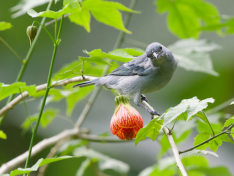 Blue-grey Tanager  Blue-gray tanager,Geotagged,Peru,Spring,Thraupis episcopus