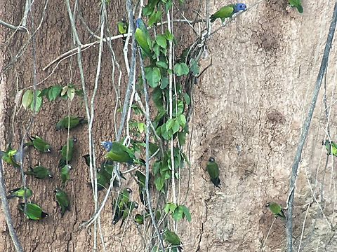Mealy Parrot Blue-headed Parrot Clay Lick at Collpa Chuncho Macaw Clay Lick, the said biggest Clay Lick in the World. Digiscoped document using Smartphone Blue-headed Parrot,Geotagged,Mealy Parrot,Peru,Pionus menstruus,Spring