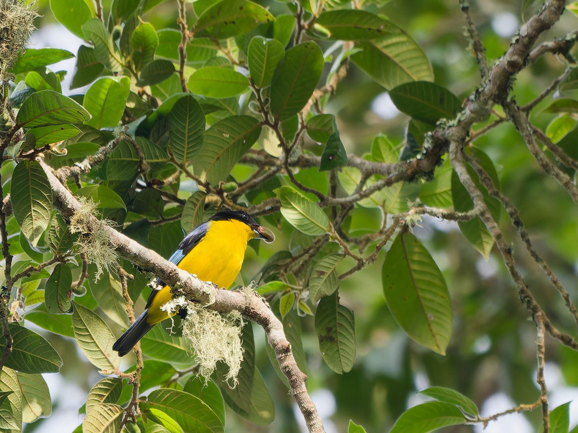 Blue-winged Mountain Tanager with some fruit Anisognathus somptuosus,Blue-winged mountain tanager,Geotagged,Peru,Spring