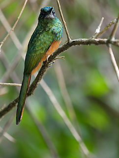 Bluish-fronted Jacamar  Bluish-fronted jacamar,Galbula cyanescens,Geotagged,Peru,Spring