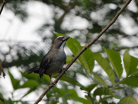 Bluish-grey Saltator  Bluish-grey saltator,Geotagged,Peru,Saltator coerulescens,Spring