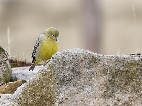 Bright-rumped yellow finch