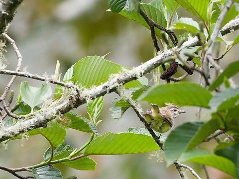 Brown-capped Vireo  Brown-capped vireo,Geotagged,Peru,Spring,Vireo leucophrys