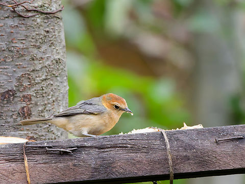 Buff-bellied Tanager female Buff-bellied tanager,Geotagged,Peru,Spring,Thlypopsis inornata