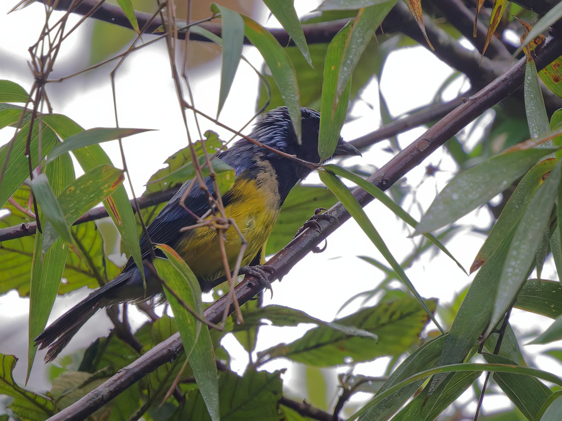 Buff-breasted Mountain Tanager  Buff-breasted mountain tanager,Dubusia taeniata,Geotagged,Peru,Spring