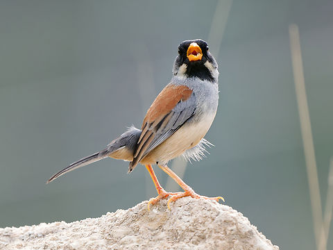 Buff-bridled Inca-Finch  Buff-bridled Inca finch,Geotagged,Incaspiza laeta,Peru,Spring