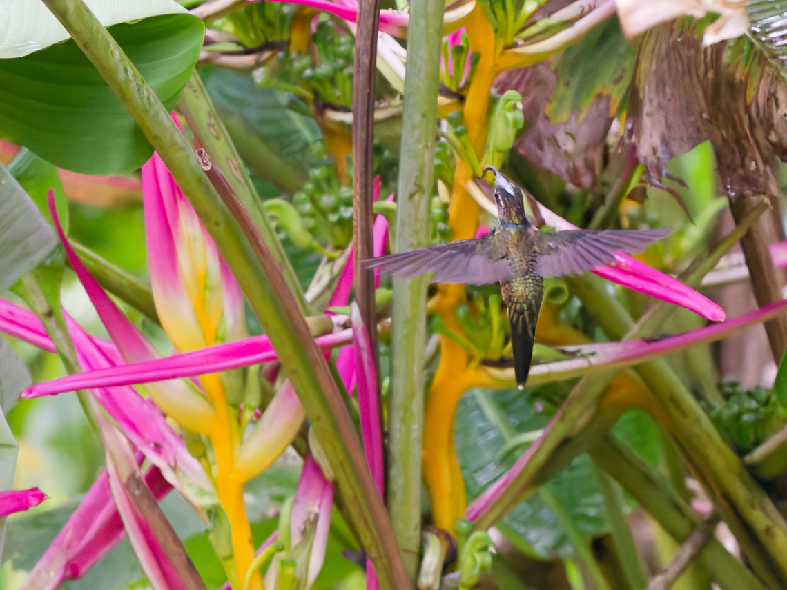 Buff-tailed Sicklebill took several hours patiently waiting for that erratic and sporadic appearing species, camera focussed and pointing at presumed place, off course not exactly that one this bird choose ...  Buff-tailed sicklebill,Eutoxeres condamini,Geotagged,Peru,Spring