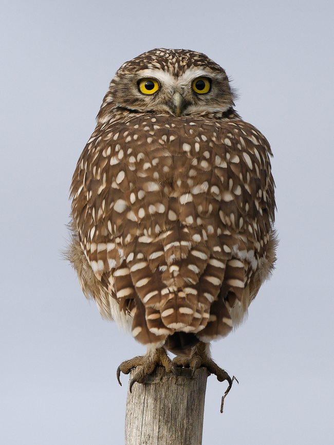 Burrowing Owl  Athene cunicularia,Burrowing owl,Geotagged,Peru,Spring