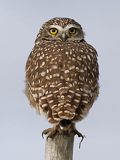 Burrowing Owl  Athene cunicularia,Burrowing owl,Geotagged,Peru,Spring