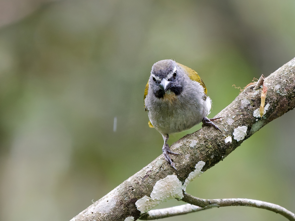 Buff-throated Saltator  Buff-throated saltator,Geotagged,Peru,Saltator maximus,Spring