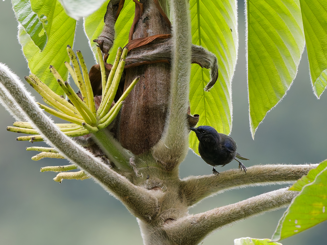 Capped Conebill  Capped conebill,Conirostrum albifrons,Geotagged,Peru,Spring