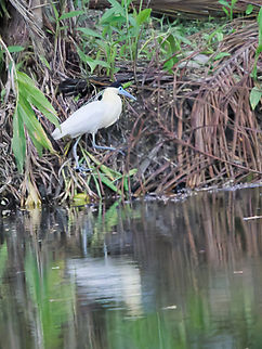 Capped-Heron in the dusk, excessive ISO Capped Heron,Geotagged,Peru,Pilherodius pileatus,Spring