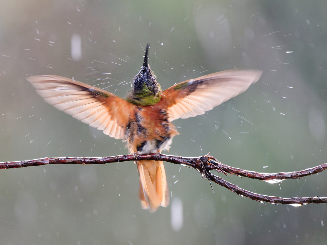 Chestnut-breasted Coronet soaking wet, shakes the water out of the feathers Boissonneaua matthewsii,Chestnut-breasted coronet,Geotagged,Peru,Spring