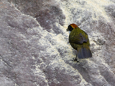 Chestnut-capped Brushfinch  Arremon brunneinucha,Chestnut-capped brushfinch,Geotagged,Peru,Spring