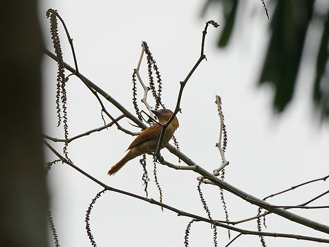 Pink-throated Becard female Geotagged,Pachyramphus castaneus,Pachyramphus minor,Peru,Pink-throated becard,Spring