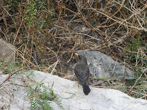 Chiguanco Thrush  Chiguanco Thrush,Geotagged,Peru,Spring,Turdus chiguanco