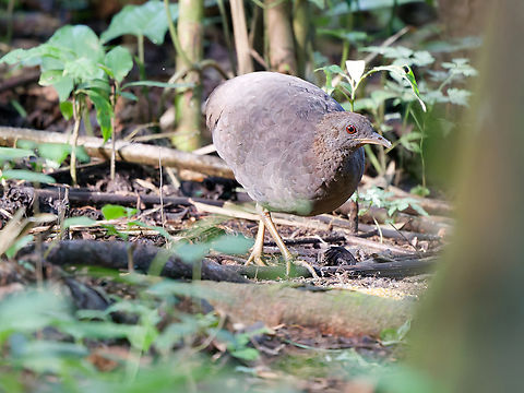 Cinereous Tinamou  Cinereous tinamou,Crypturellus cinereus,Geotagged,Peru,Spring