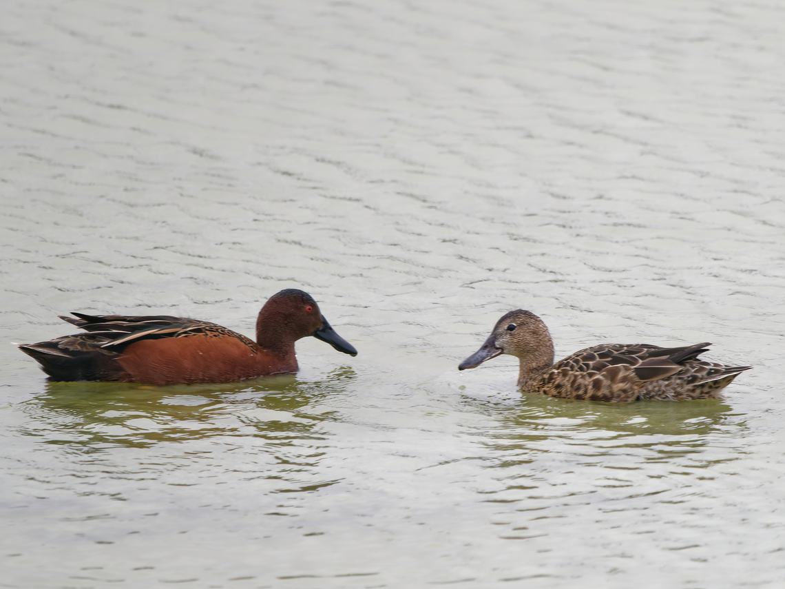 Cinnamon Teal  Cinnamon teal,Geotagged,Peru,Spatula cyanoptera,Spring