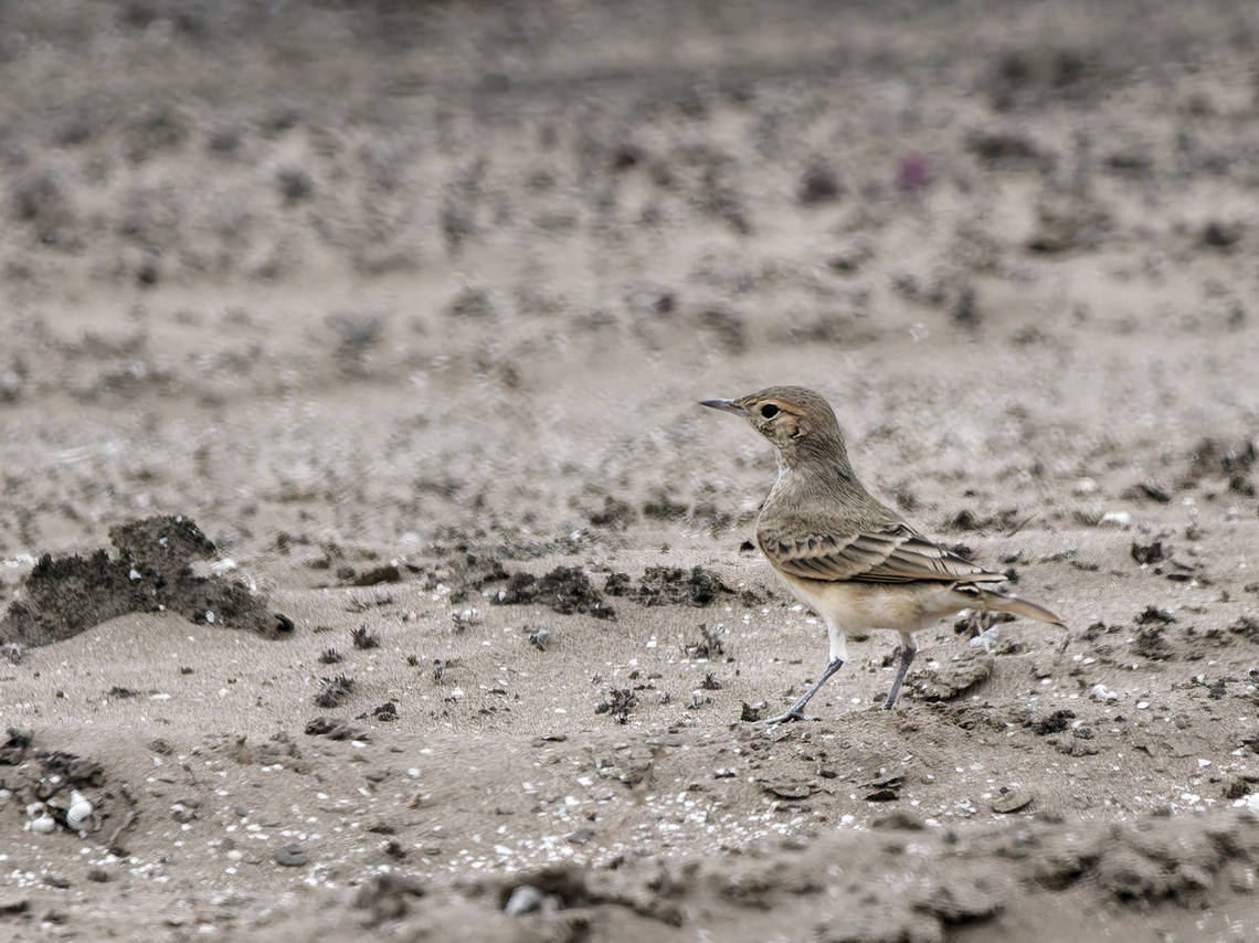 Coastal Miner  Coastal miner,Geositta peruviana,Geotagged,Peru,Spring