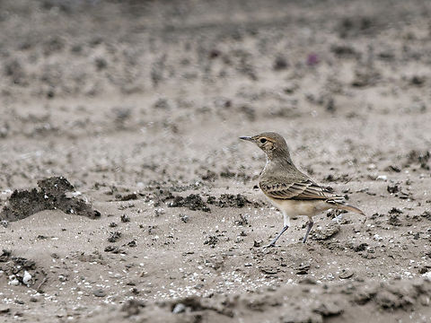 Coastal Miner  Coastal miner,Geositta peruviana,Geotagged,Peru,Spring